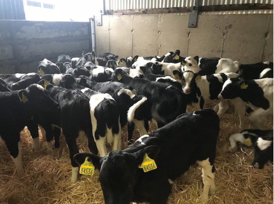 Friesian bull calves on DoneDeal...for free