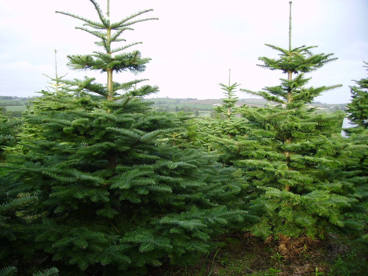 Coillte controversy: 'I thought I was doing the right thing, trusting a semi-state company'
