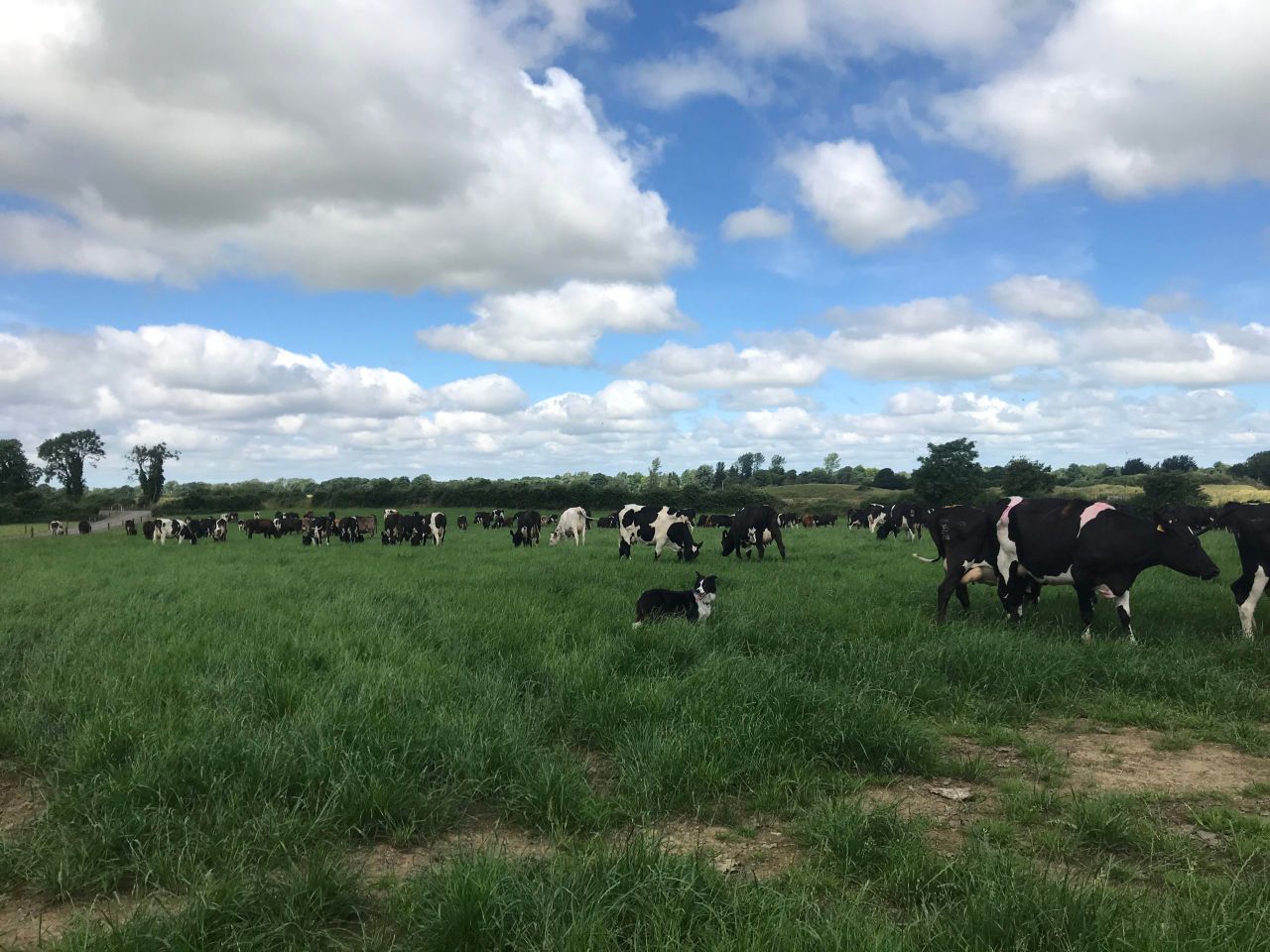 Dairy Focus: 'It was a team effort to make the farm successful'