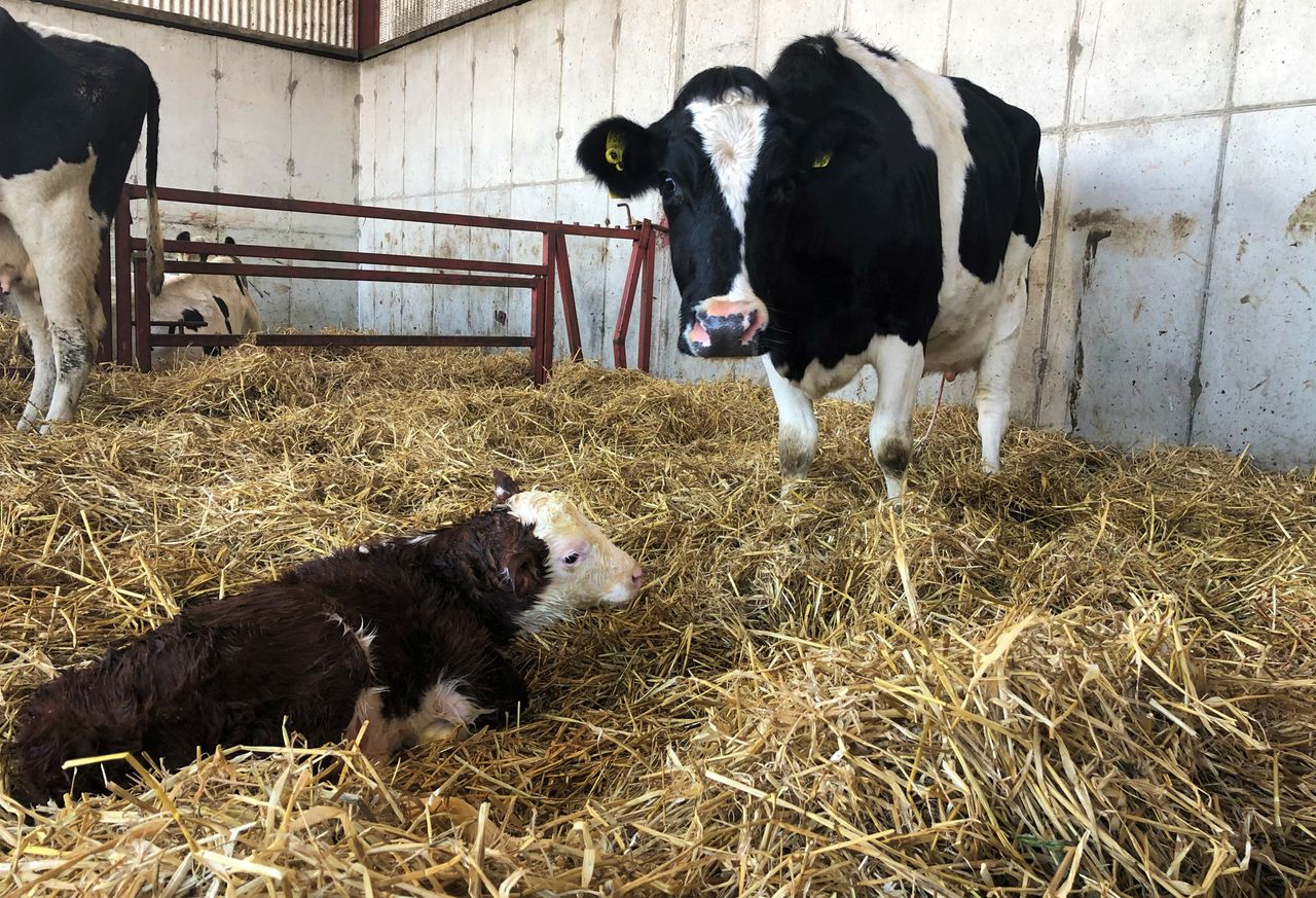 3 effective ways of controlling Johne's disease this calving season