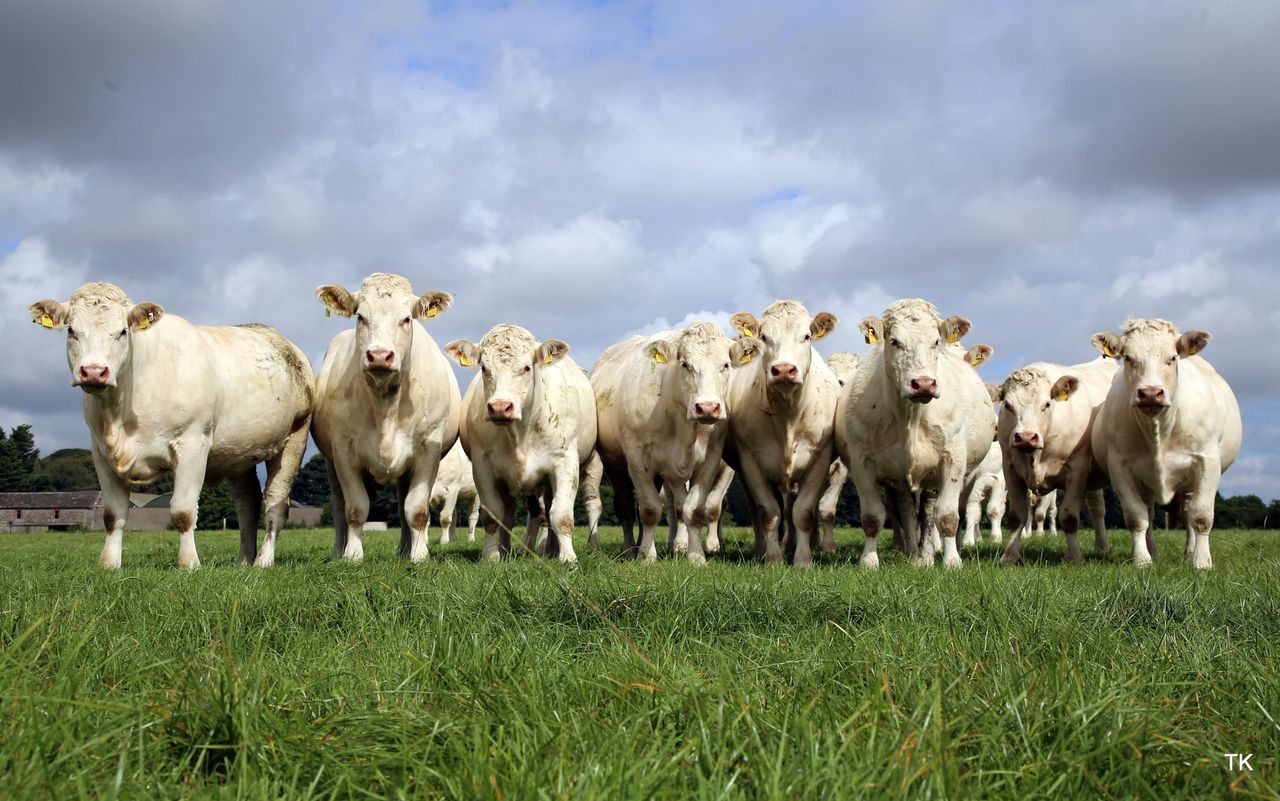 Beef focus: Bidding farewell to the famous Skidoo Charolais pedigree herd
