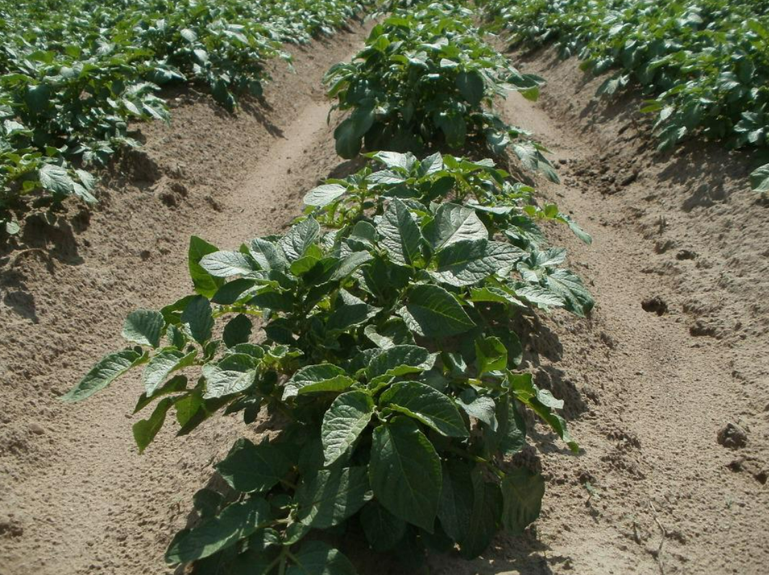Met Éireann: Potato blight advisory currently in place