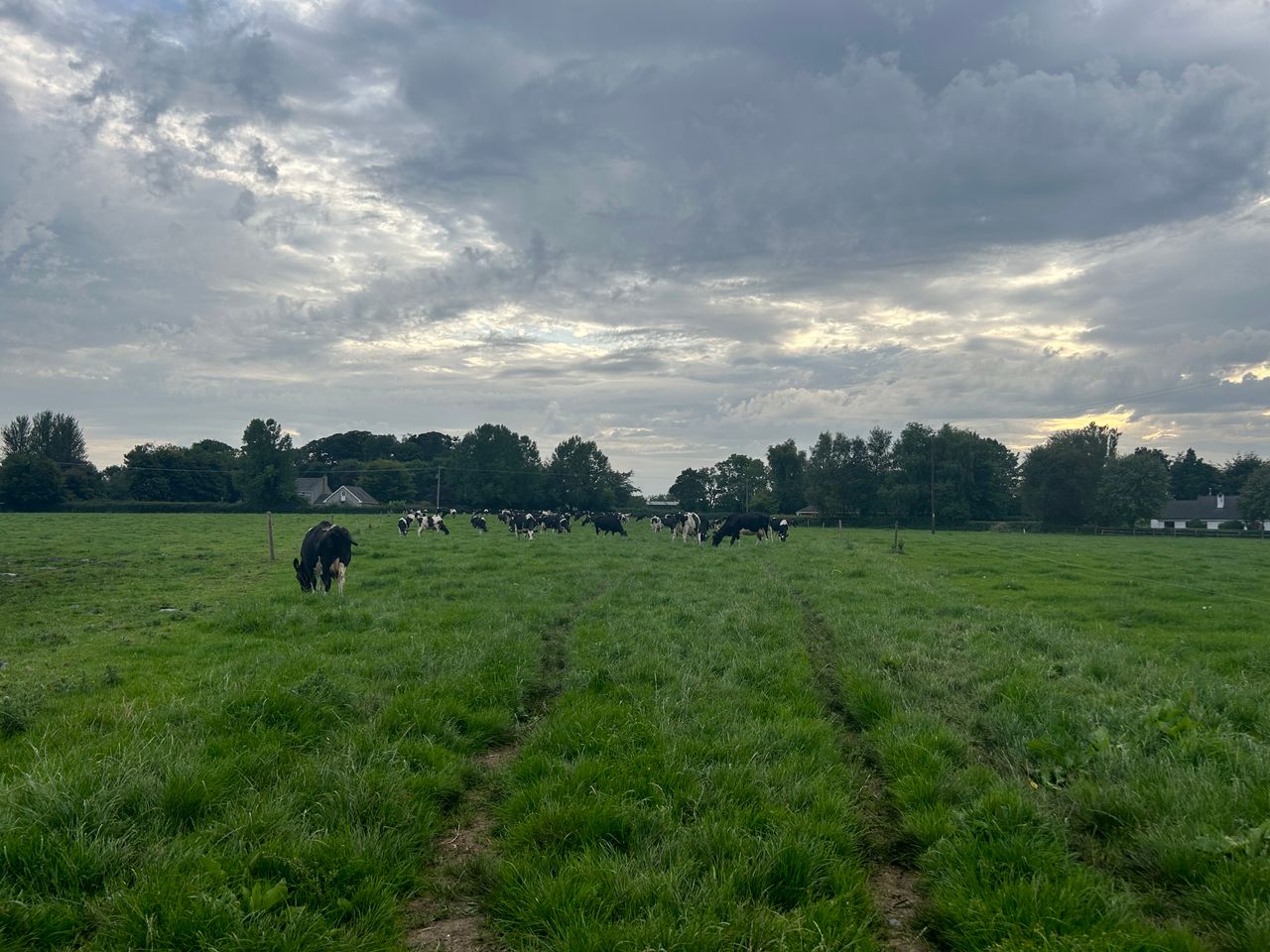 Autumn grazing: Building covers to achieve extra days at grass
