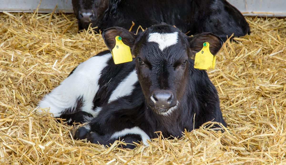350,000 extra dairy cows: Ireland's current calf conundrum