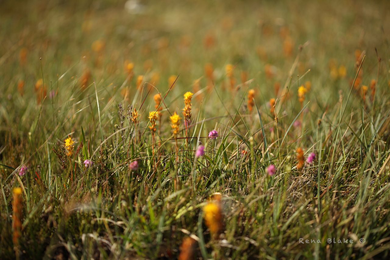 The beauty of the bogs: Book focuses on Kerry peatlands