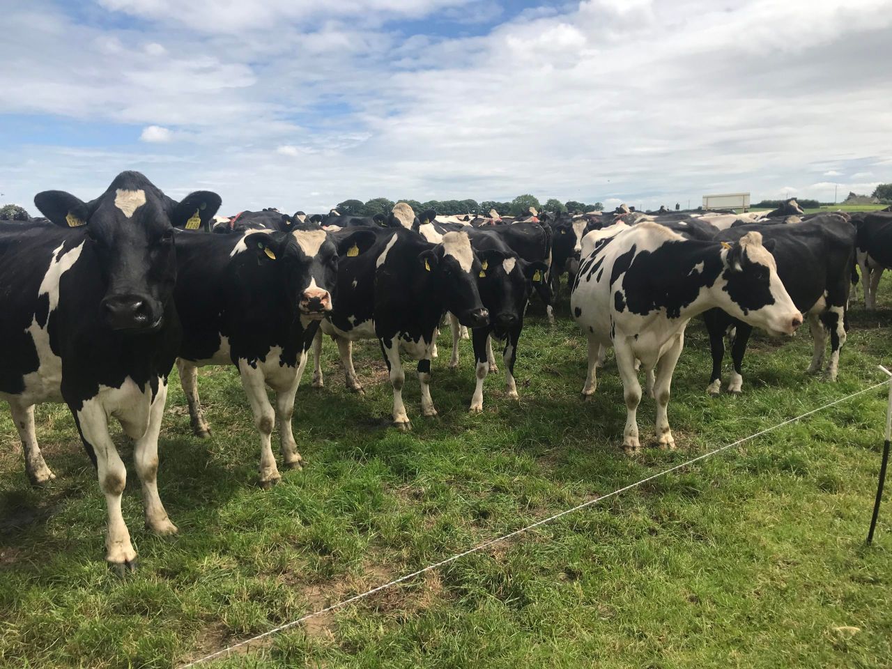 DII calls for clear nitrates plan for dairy sector to secure derogation