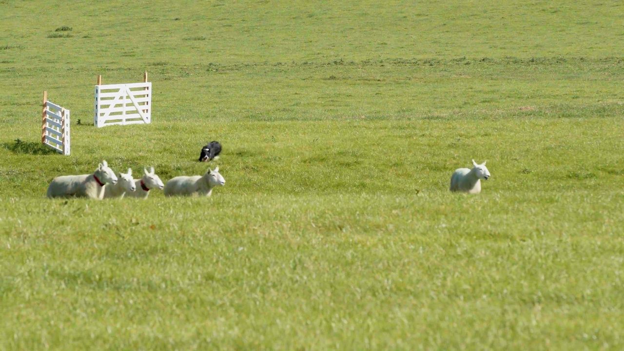 Watch: 2023 International Sheepdog Trials a 'huge event' for Wicklow
