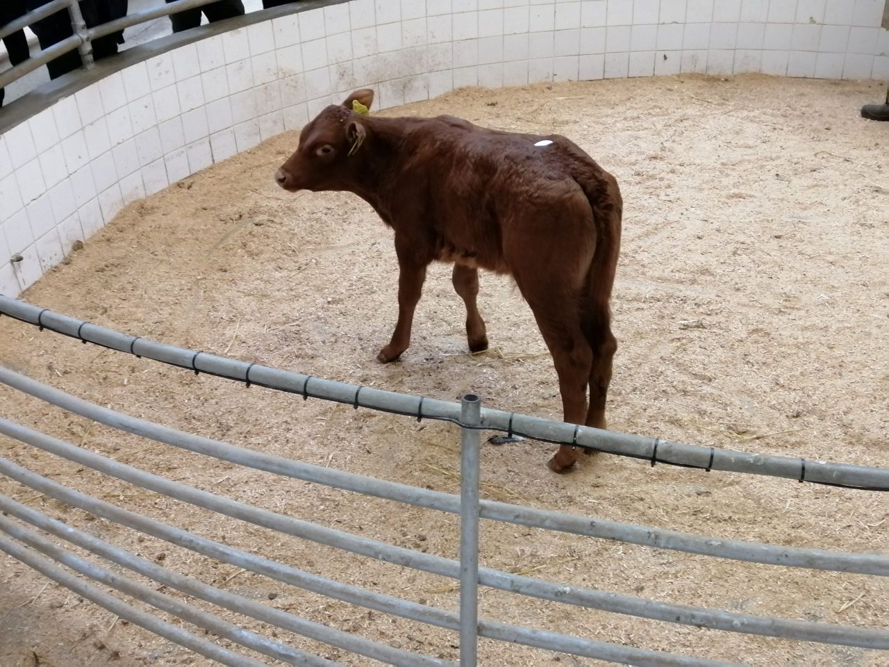 Enniscorthy Mart sees lively calf trade at weekly sale