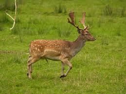 Further calls for national deer management plan