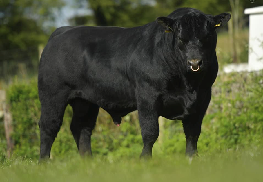 Lisduff Angus sale: 22 bulls to go under the hammer this weekend
