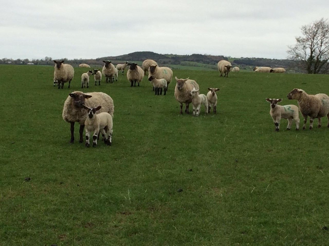 Dispersal sale of 150 ewes with lambs at foot to take place at Carnew Mart