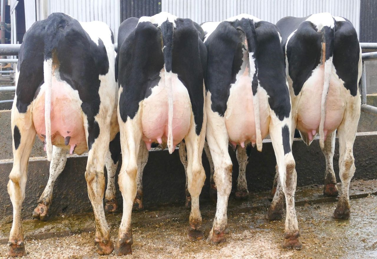 Prices reach 7,000gns at Monamore annual autumn sale