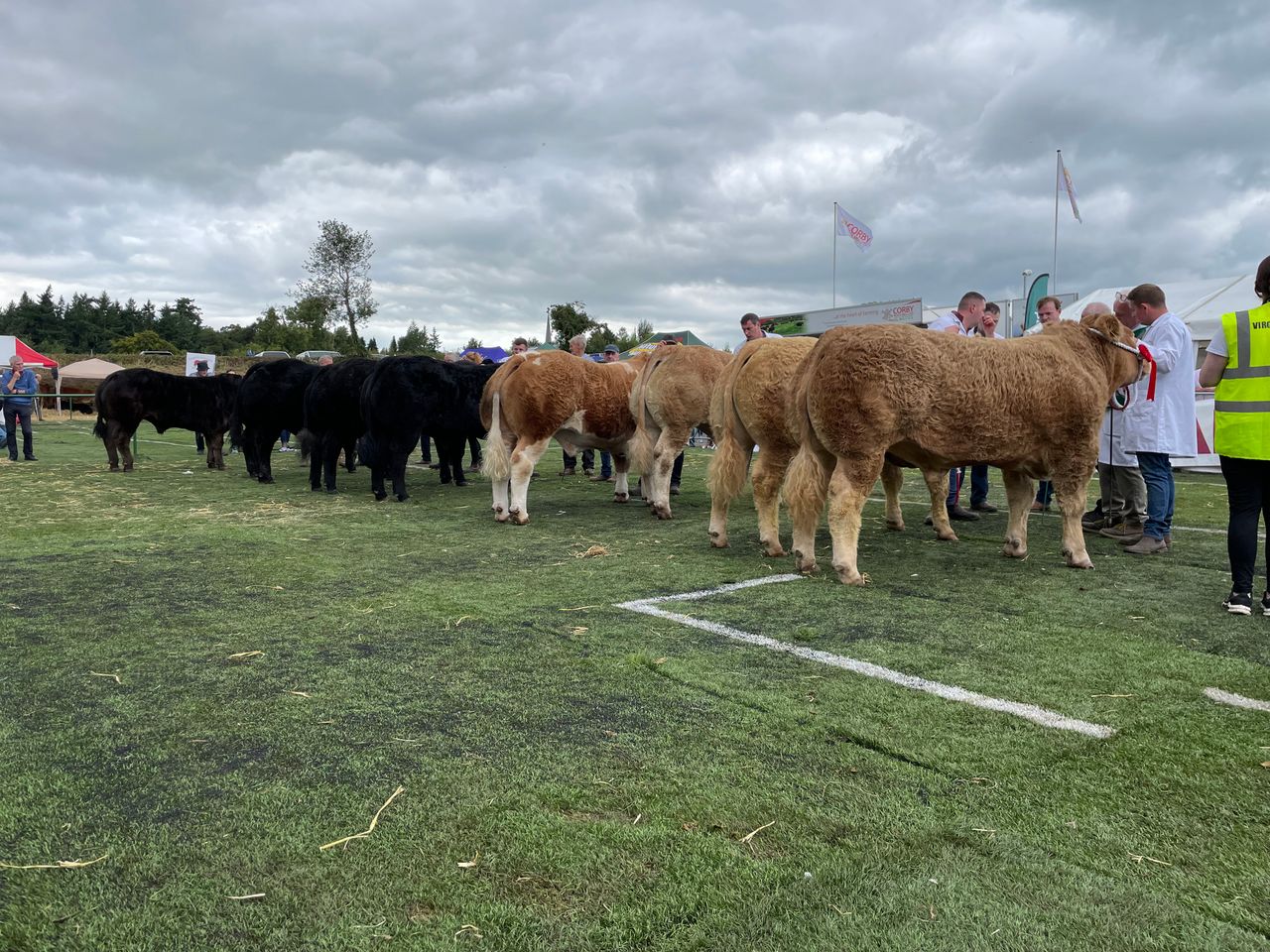 Gallery: Virginia Show champions from beef breeds