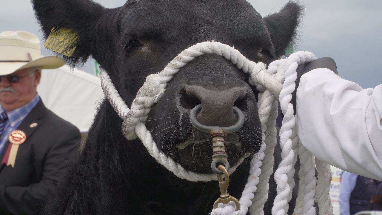 New animal movement rules threaten end of showing in Britain for NI breeders