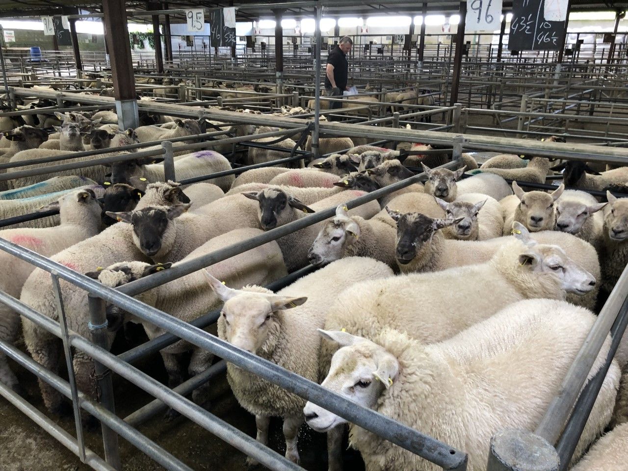Sheep trade: Base quotes for lambs increase by a further 10c/kg
