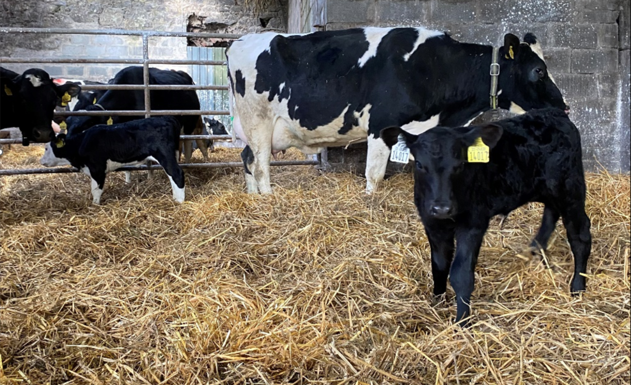 BVD calf compensation rates unchanged since 2019