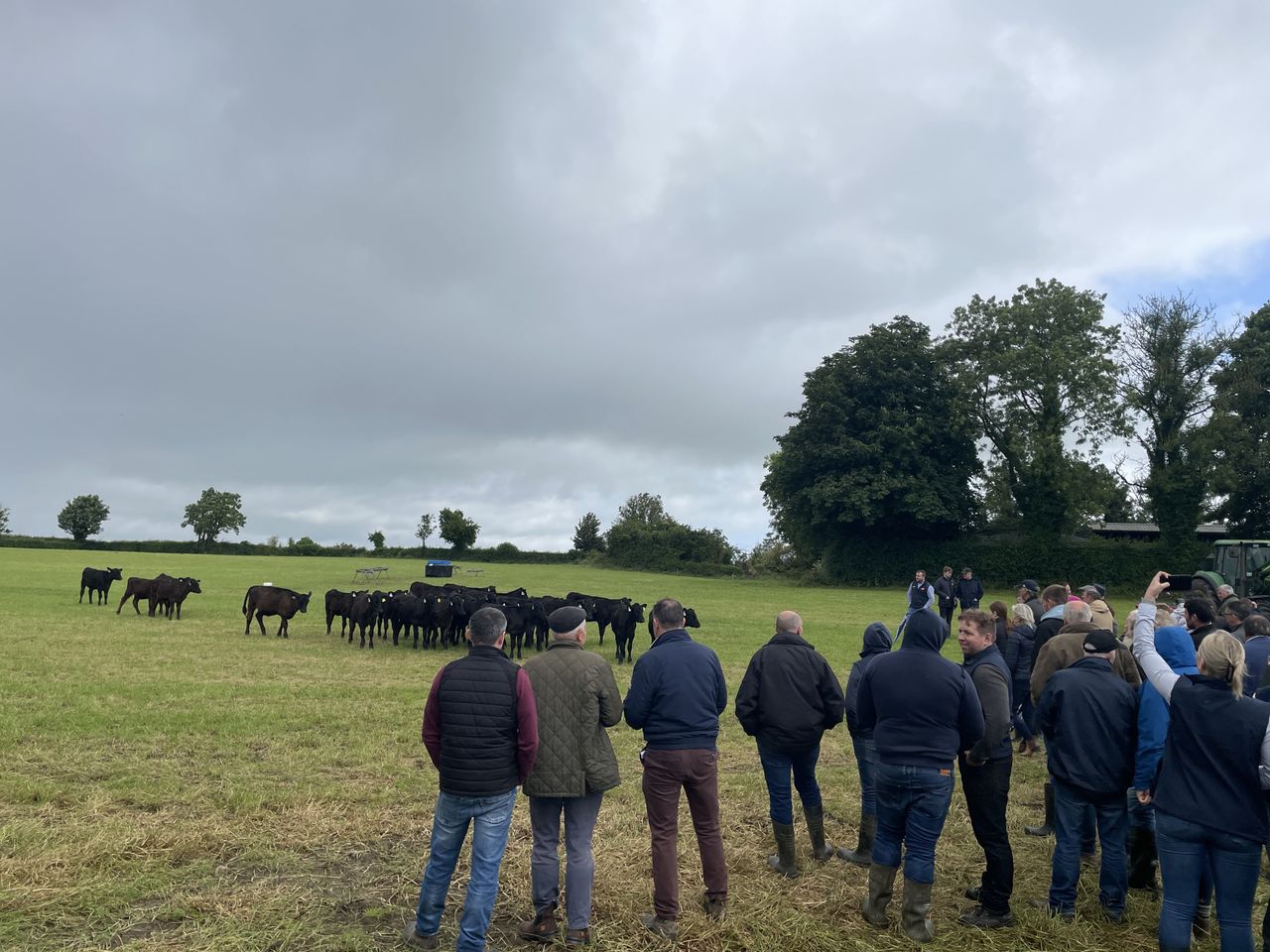 Watch: ABP farm walk sees insight into dairy calf to beef system