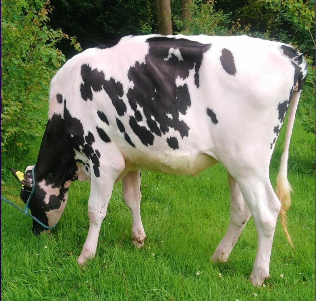 Lot 23: Clonpaddin Sidekick PollySold for 2,750gnsImage source: Carnaross Mart