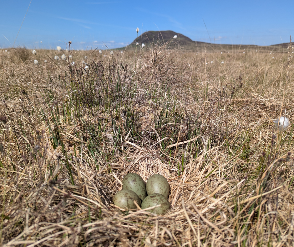 Wading birds making a comeback in Antrim Hills  