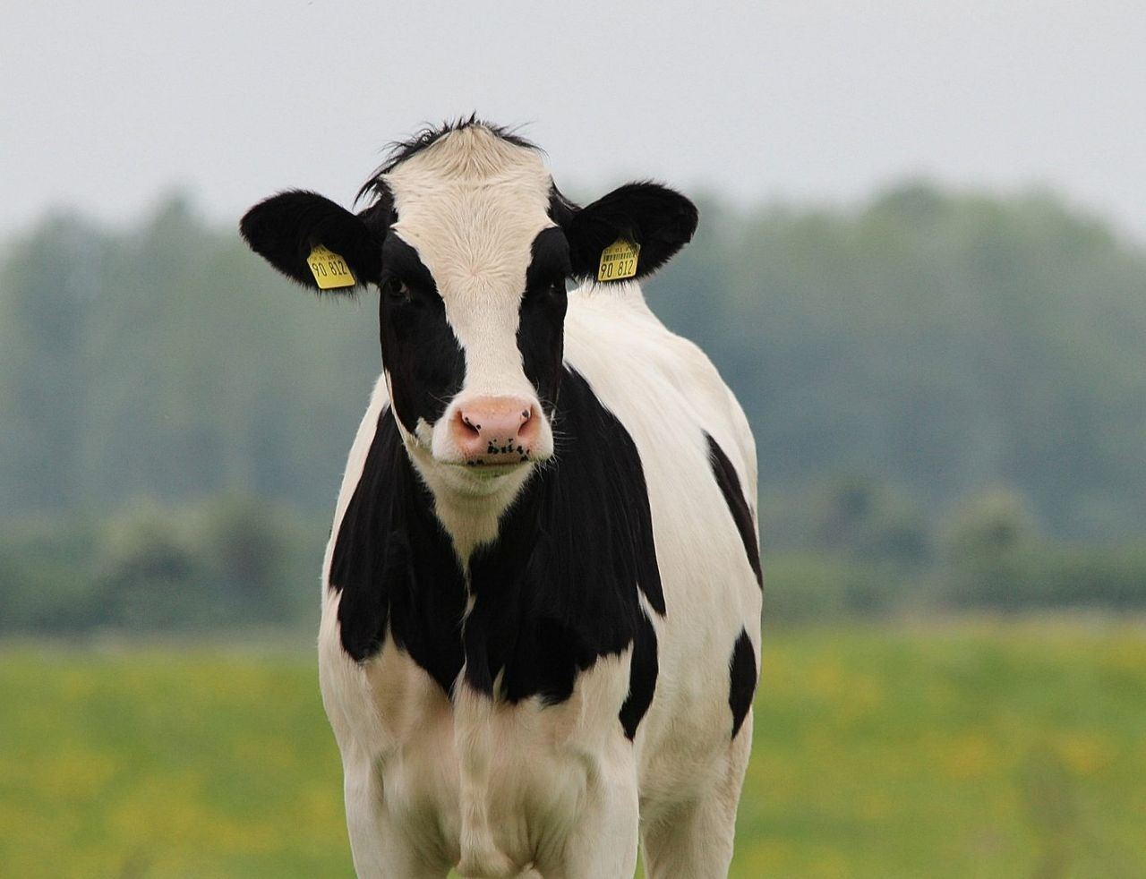 Webinar to focus on reducing risk of bovine TB in herds