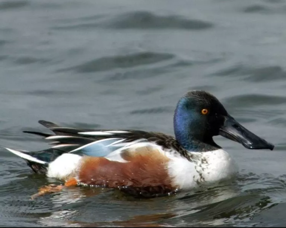 Four wild birds now on banned list for shooting