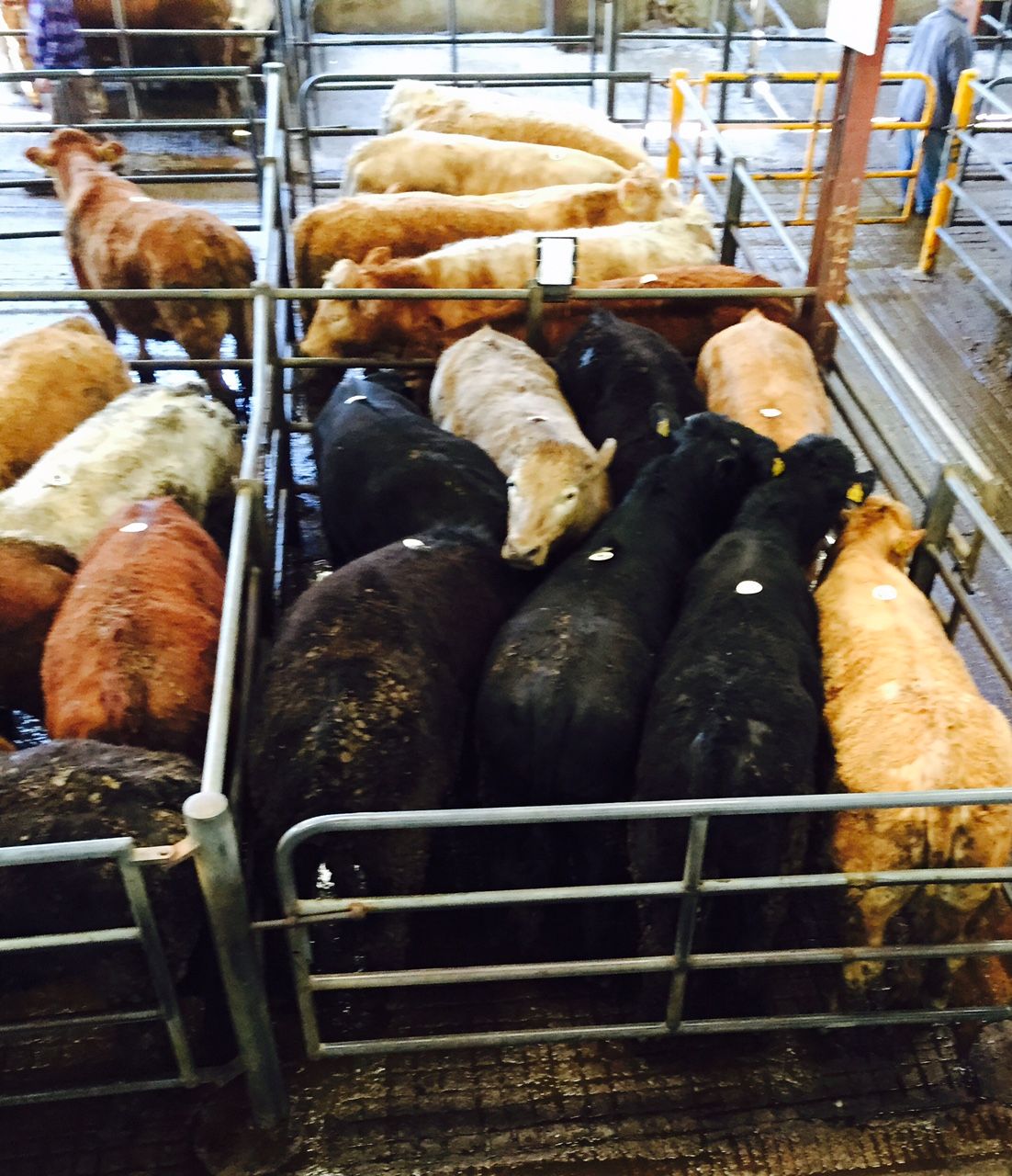 EU expert group on animal welfare to be created