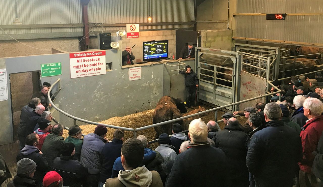 Mart trade: Quality weanlings and cows in demand across the country