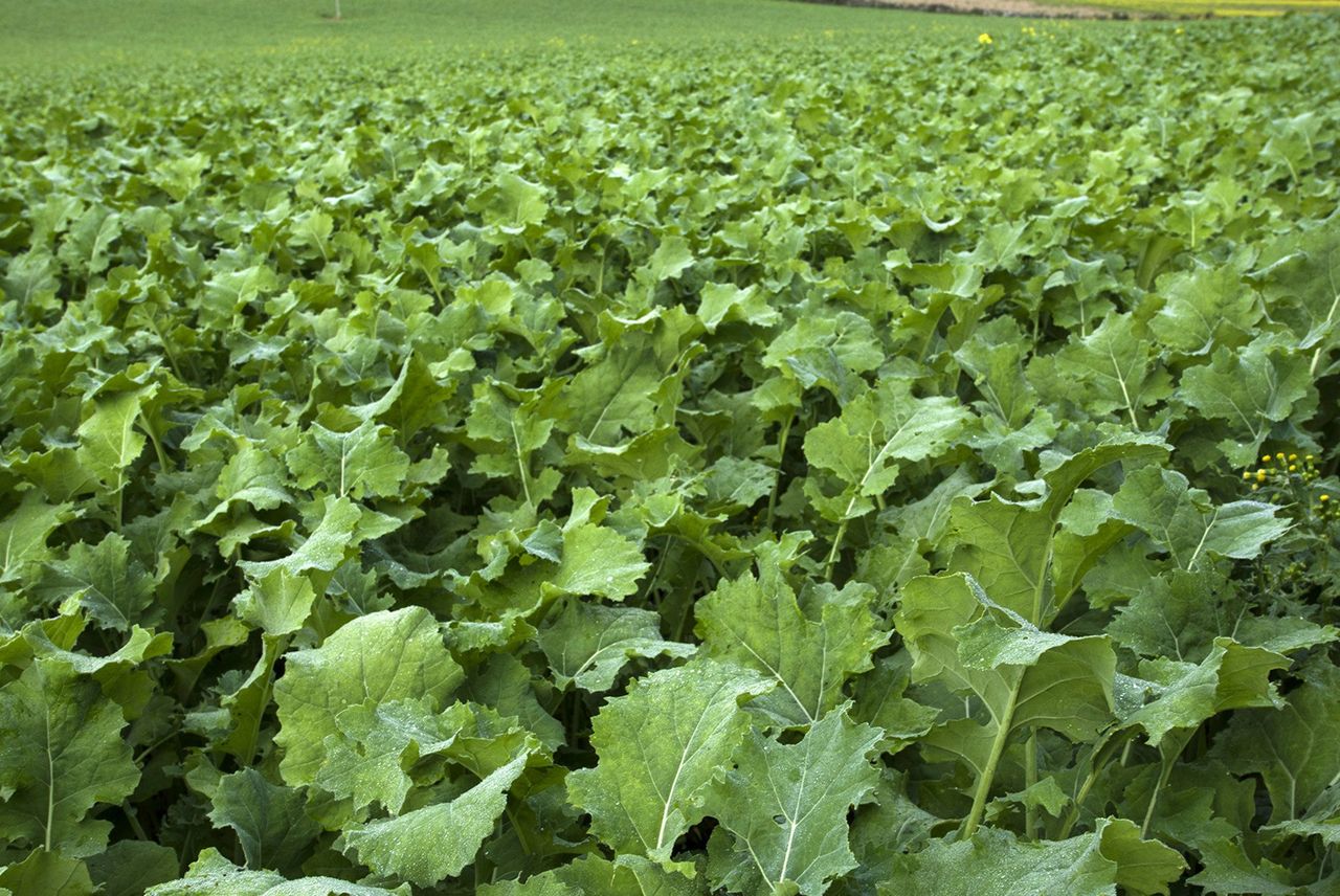 Rape/kale hybrid, kale or beet: Which is the best fodder crop for me?