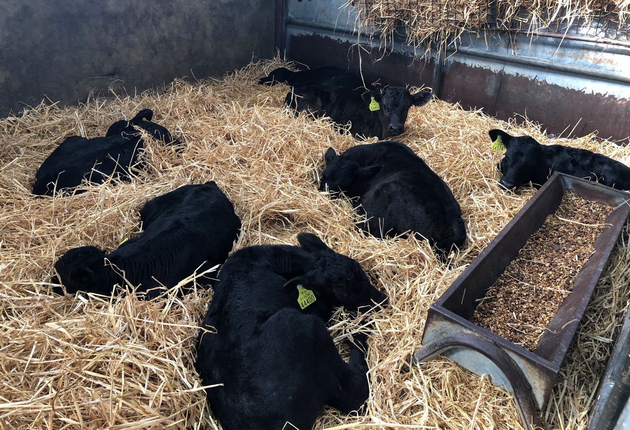 Total calf registrations break the 1 million head mark
