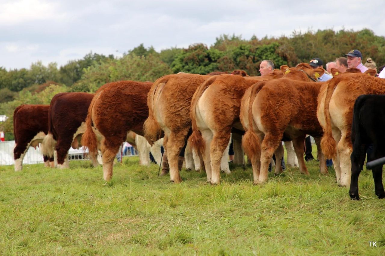 80th annual Royal Meath Show takes place this Sunday