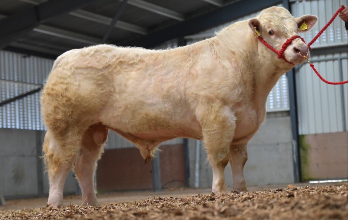 Charolais premier sale and workshop set for Elphin Mart tomorrow