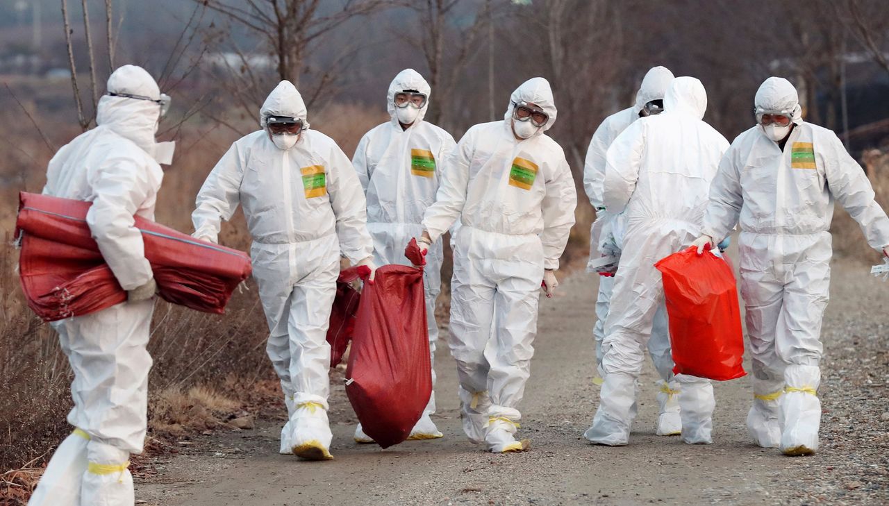 Over 80 bird flu cases in UK and Ireland since start of outbreak
