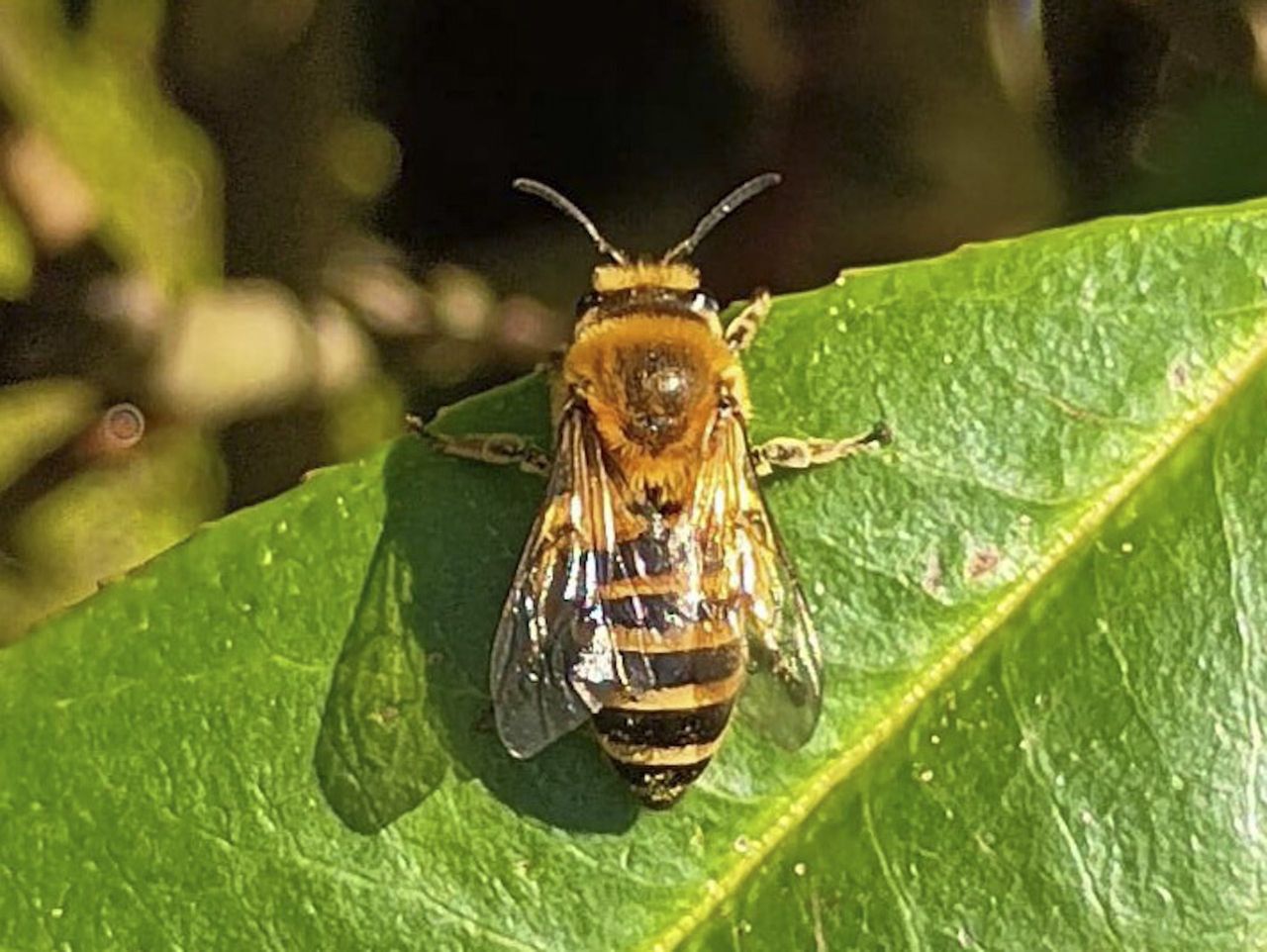 Sixmilebridge buzzing as ivy bee sighted
