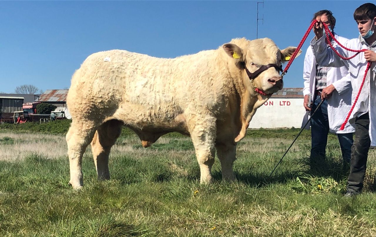 €8,000 tops sale of Charolais bulls in Tullamore