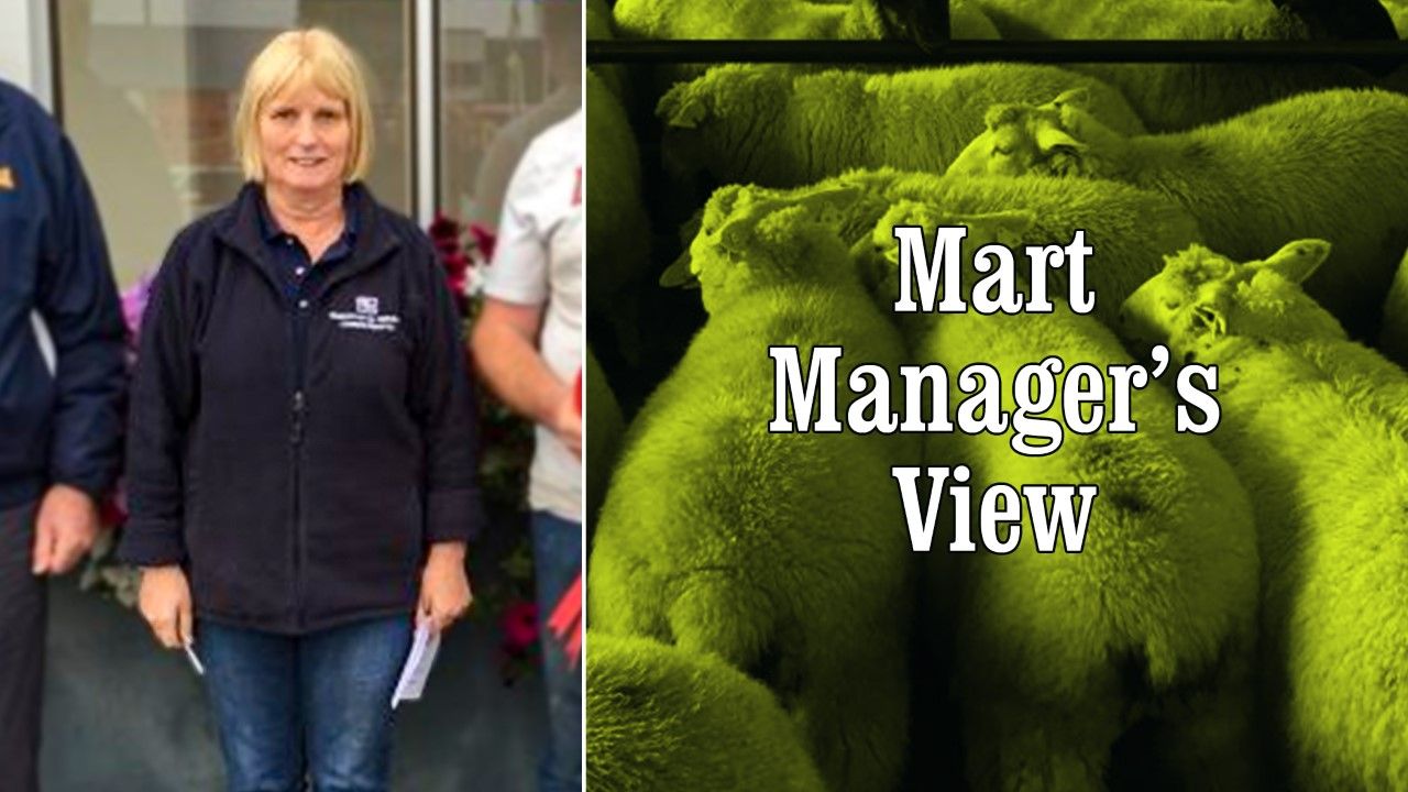 Hoggets make up to €151/head at Roscommon Mart