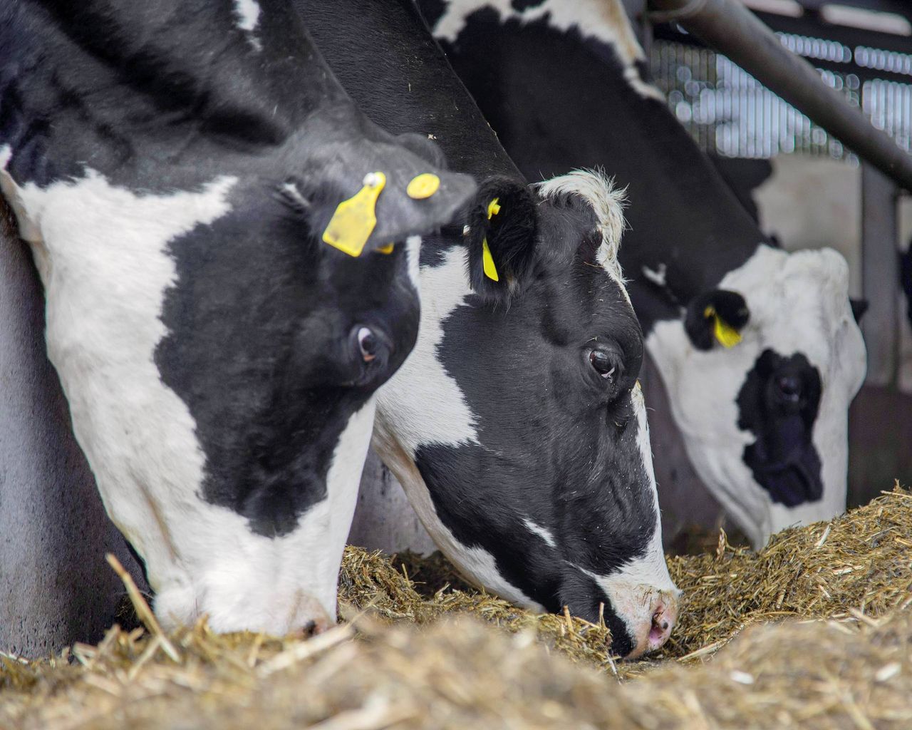 How has the wet spring affected feed costs?