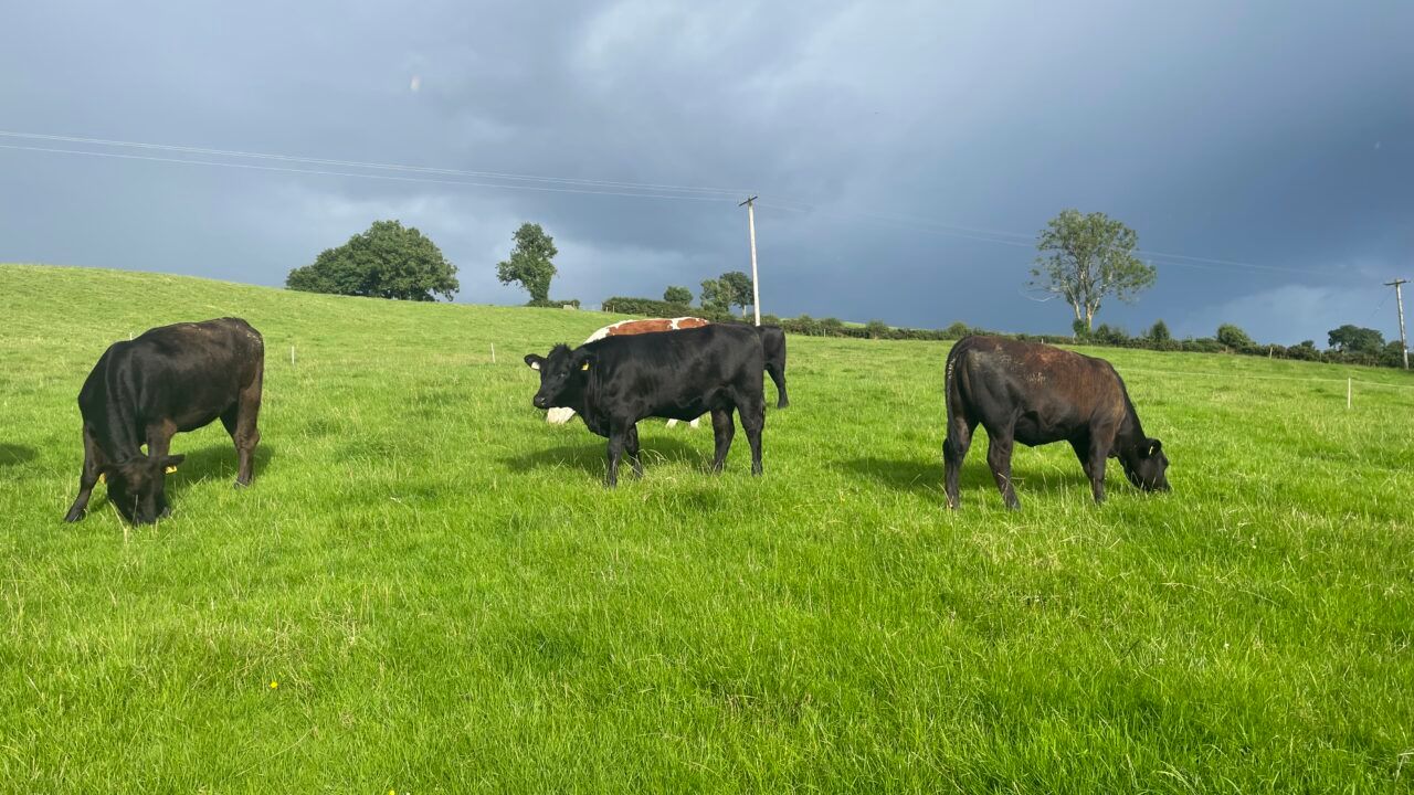 Factory quotes: Prime cattle price falls 55c/kg from peak