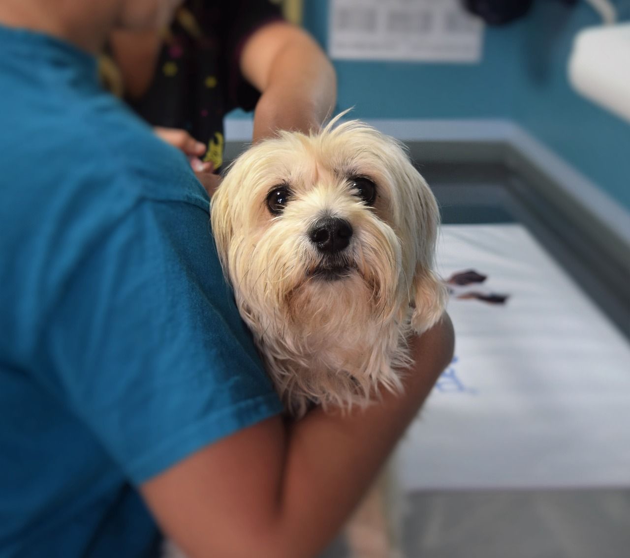 DAFM spends €815,000 on 'controlling risk' from Ukrainian pets