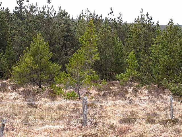 Forestry Act comes into force, with a focus on felling