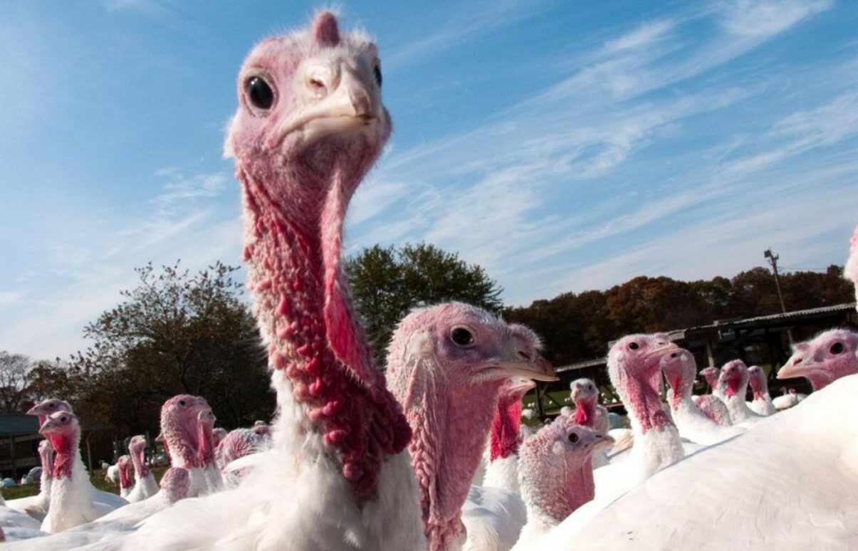 EU to give €27m to Italian farmers impacted by bird flu