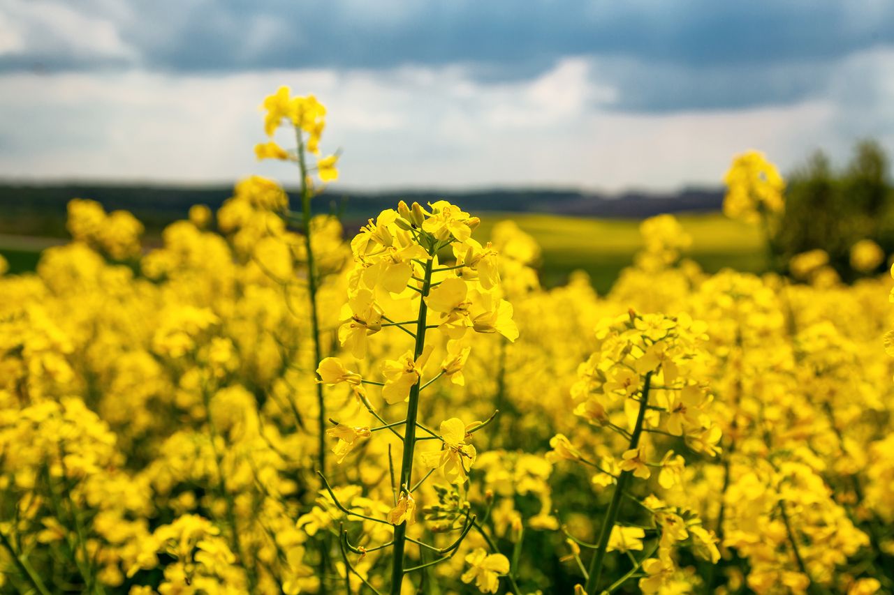 Winter oilseed rape and spring planting priorities