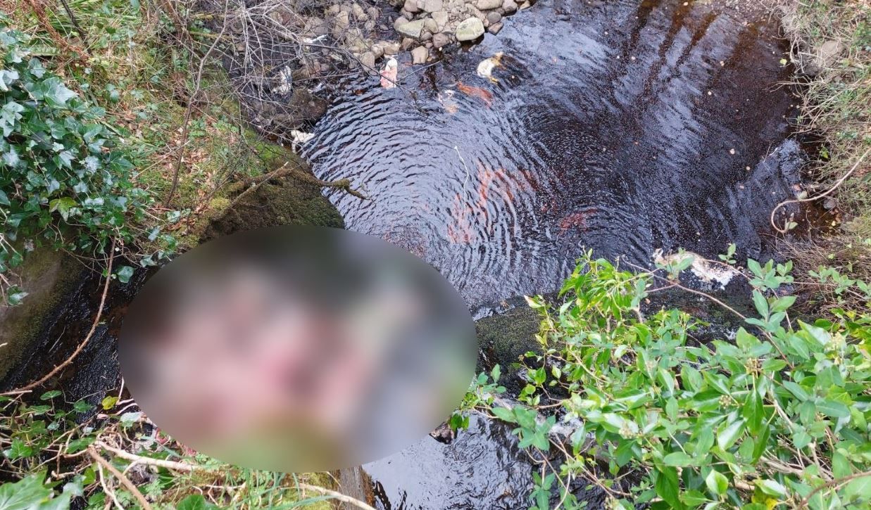 Graphic: Animal carcasses dumped at two locations in NI