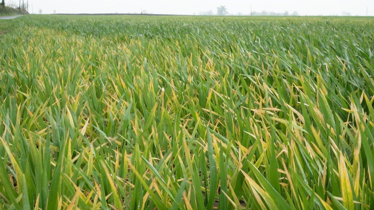 IFA welcomes Creed decision to seek 3-crop derogation