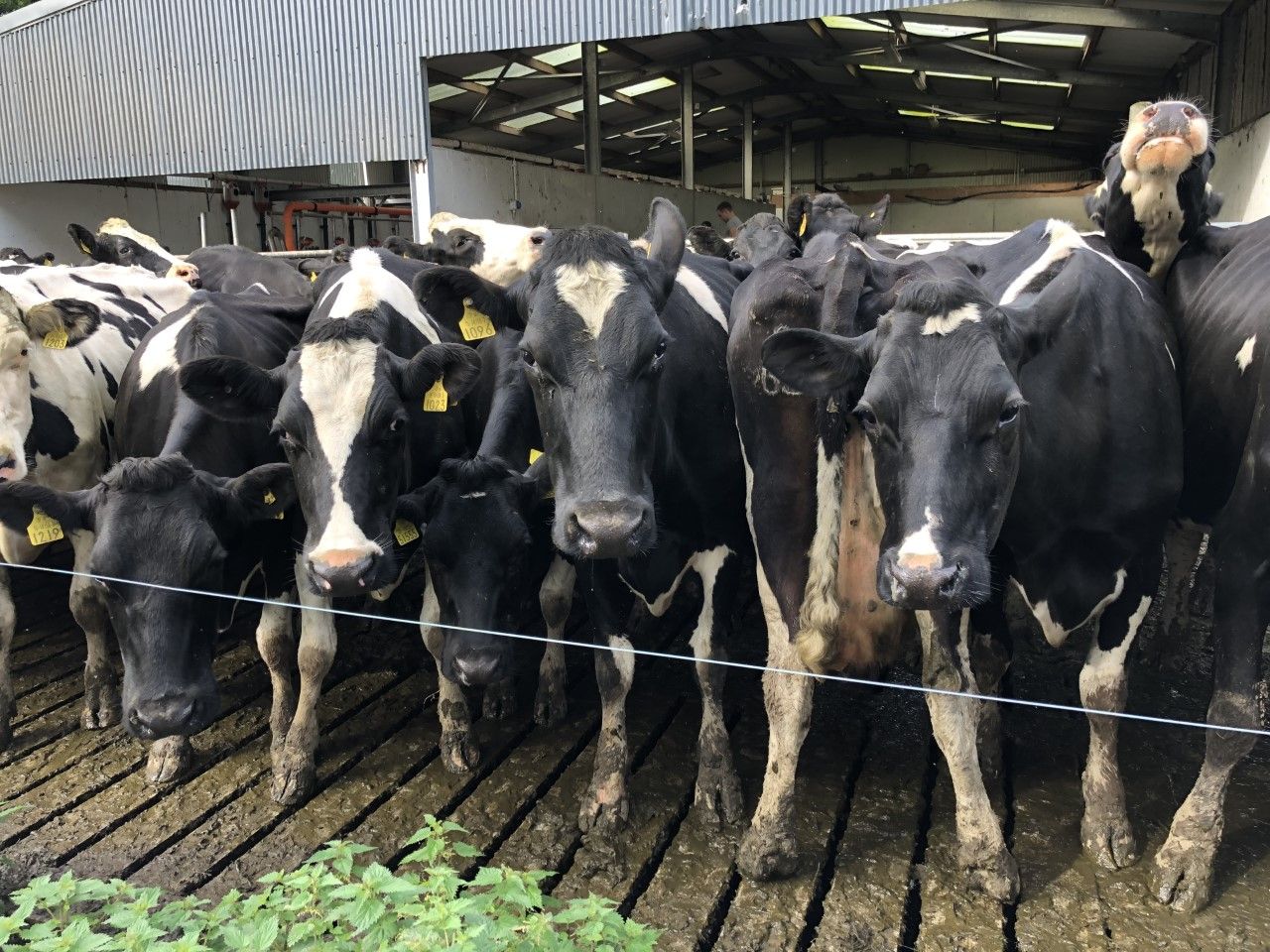 Dairy management: Time to think about your cows' BCS
