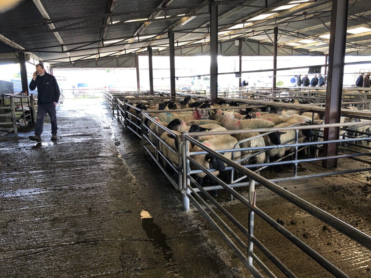 Pics from the mart: Heavy lambs hit €112/head at Loughrea