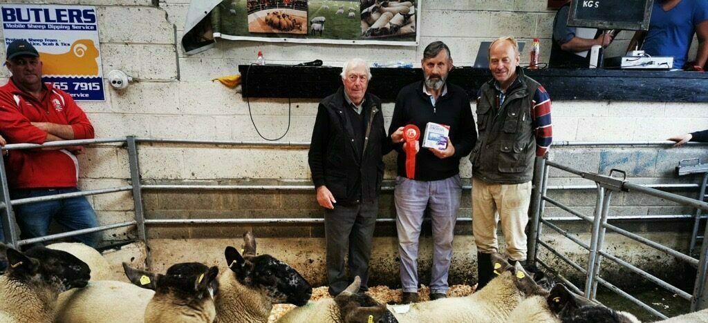 Great clearance at Tullow Sheep Breeders' show and sale