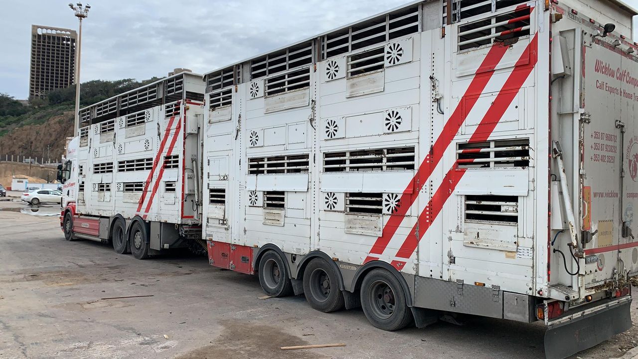 Algerian market 'open for business' as Irish bulls arrive