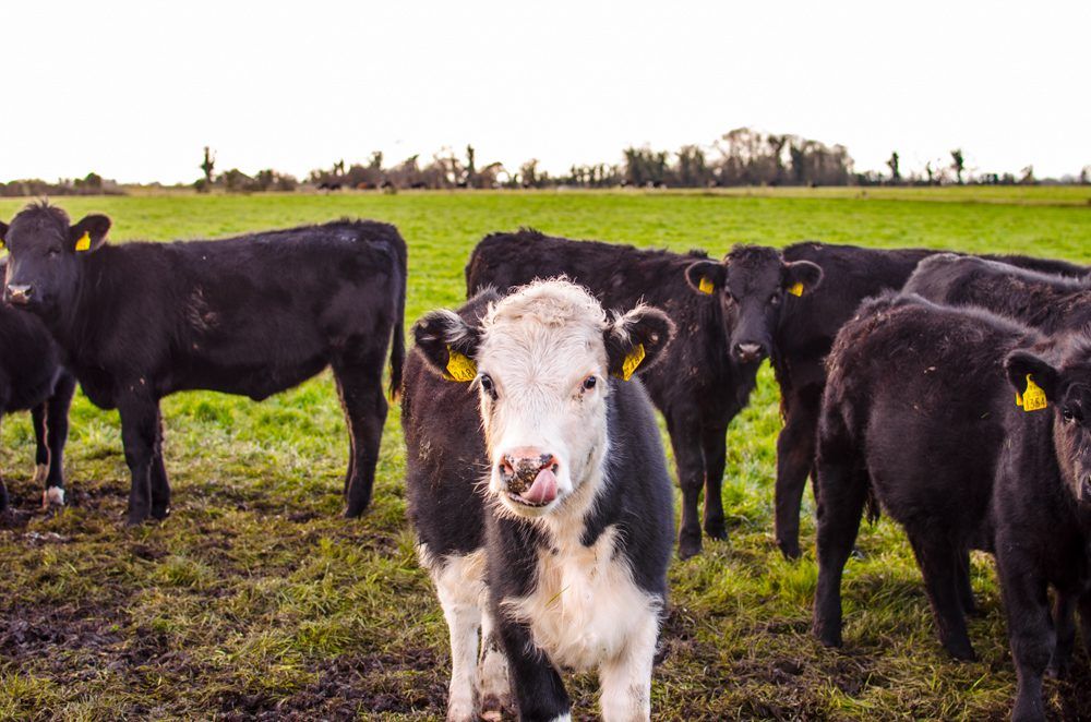 Beef carcass weights yet to influenced by dairy genetics