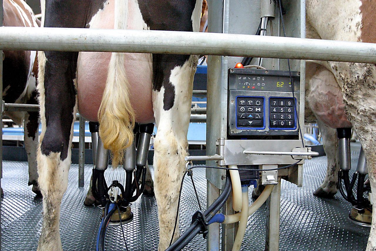 'Once-a-day milking the most feasible option for fragmented dairy farm expansion'