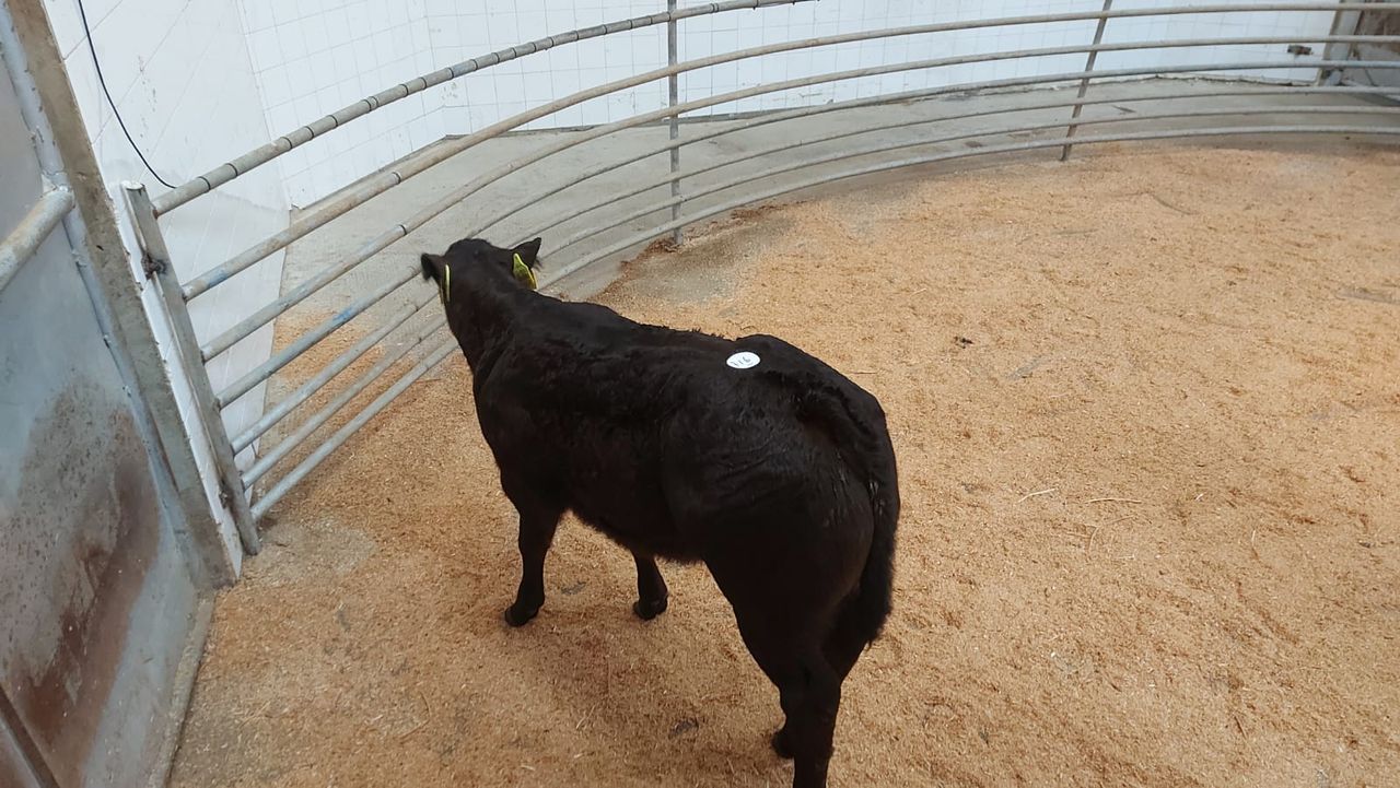 Calf trade: Numbers remain high at Enniscorthy Mart
